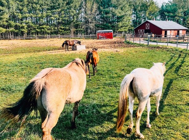 Farm Animal Experiences