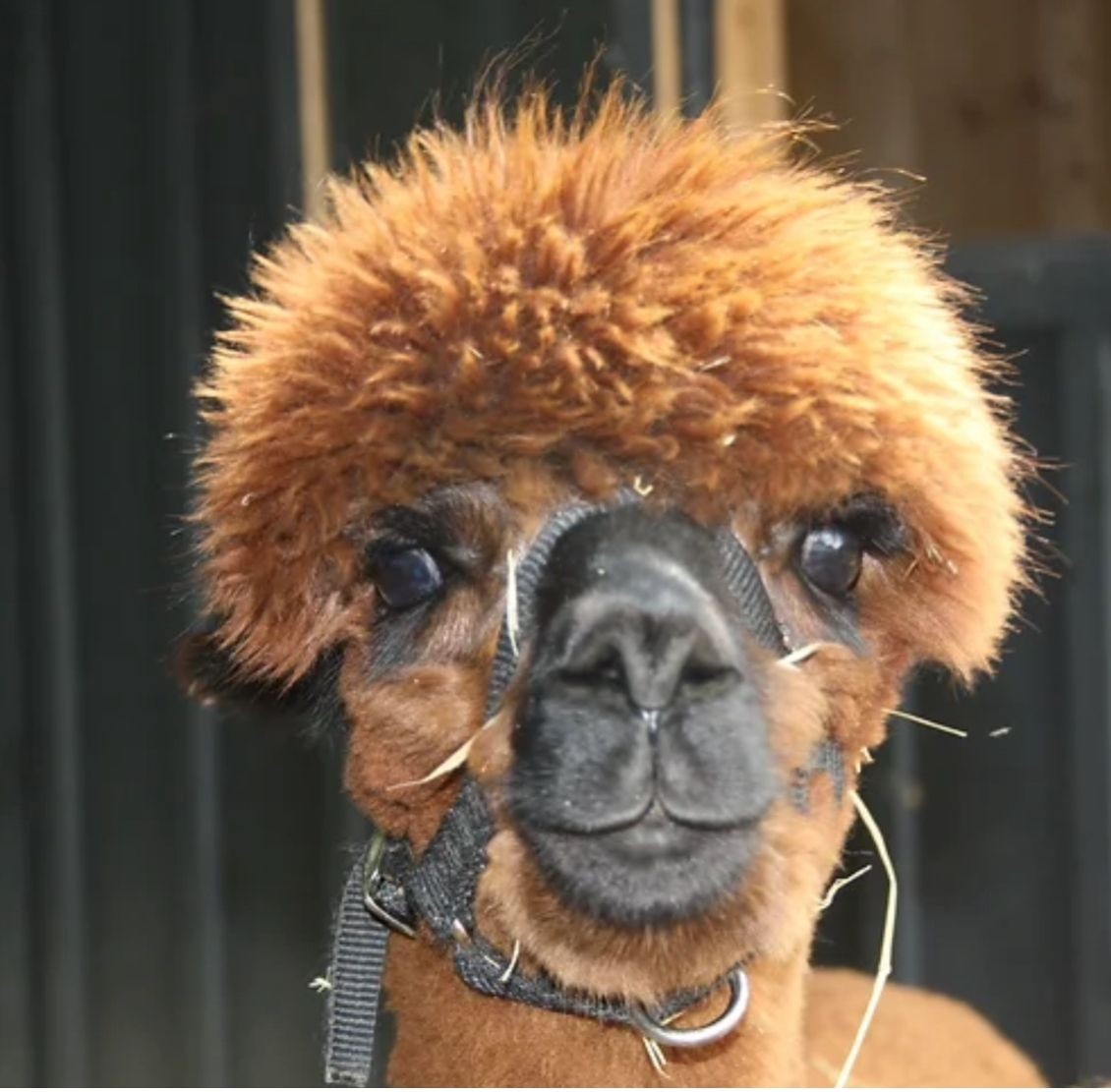 Alpacas love visits and walks